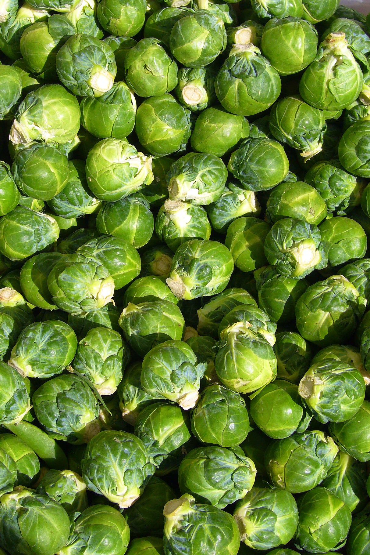 Brussel Sprouts