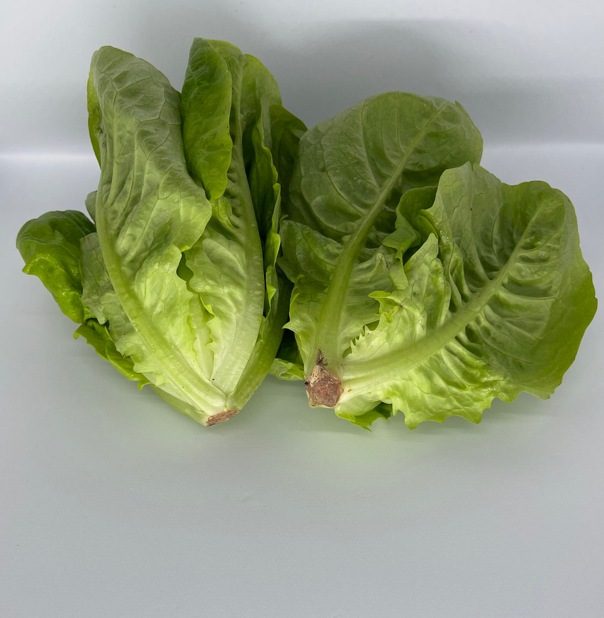 Little Gem Lettuce