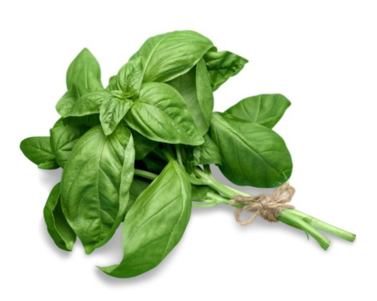 Basil