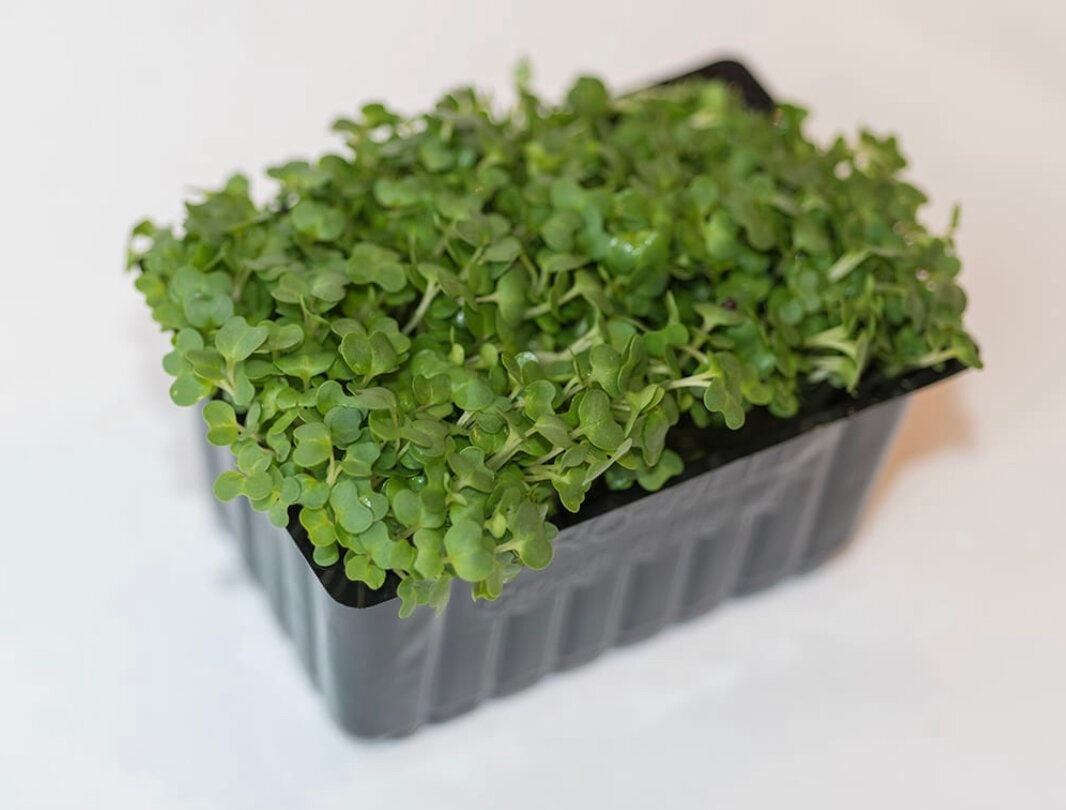 Salad Cress Punnet