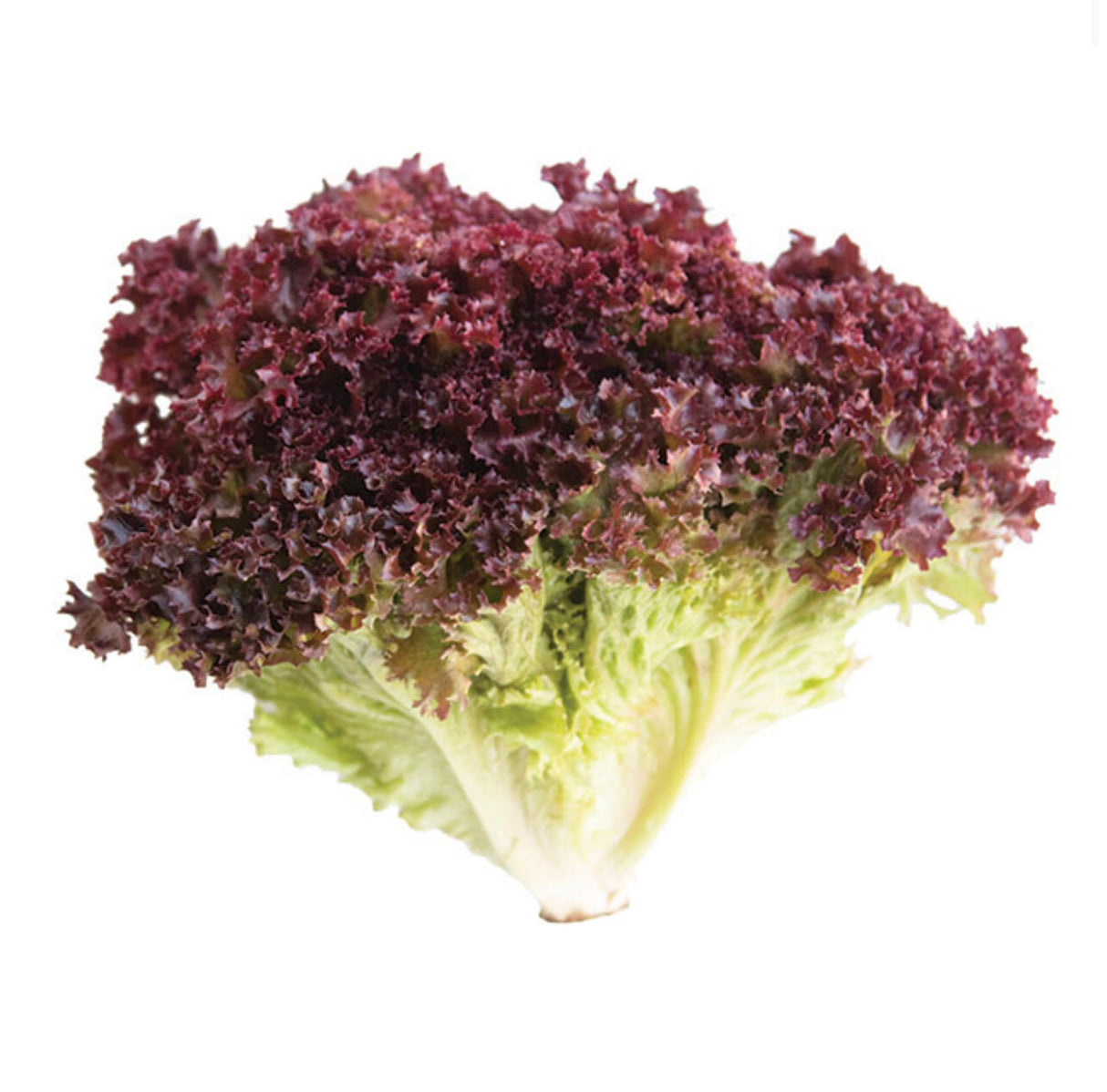 Lollo Rosso Lettuce